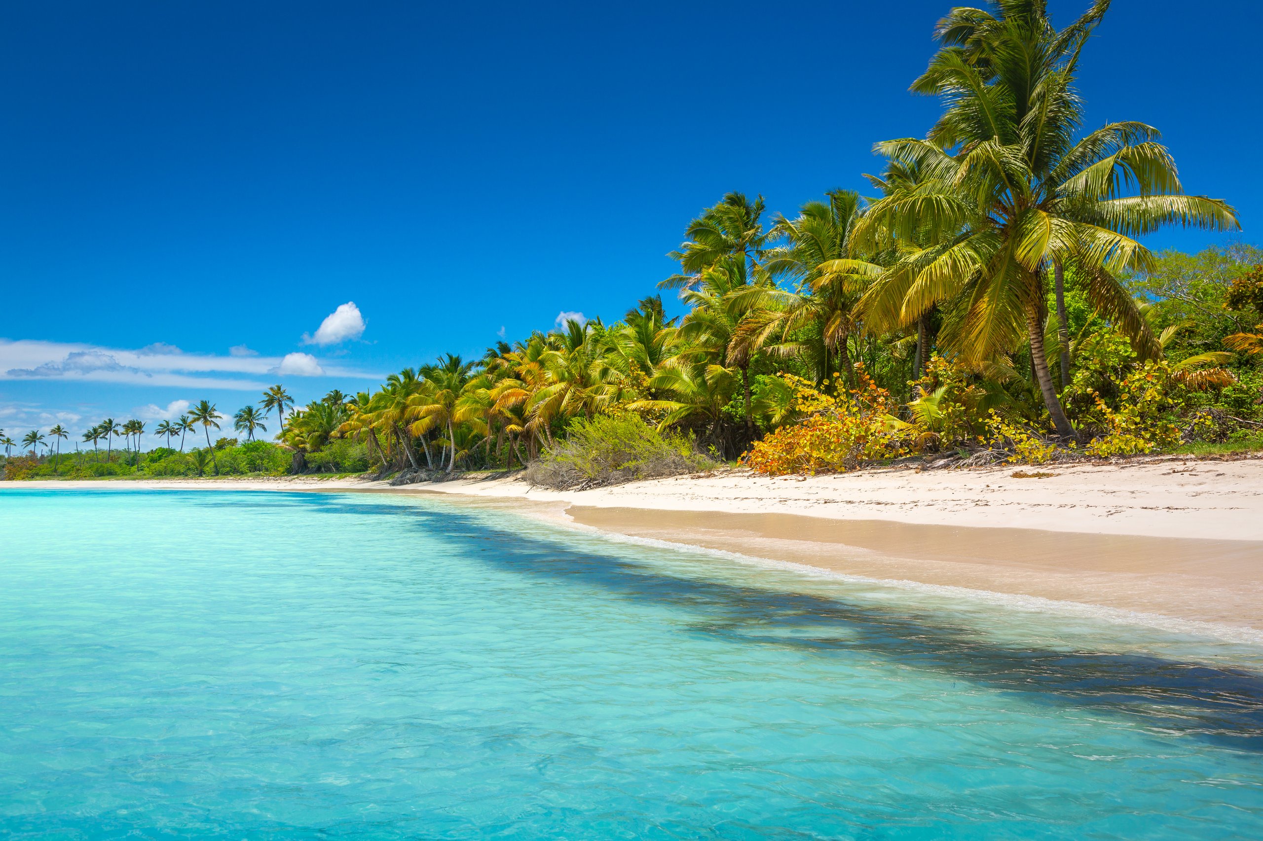 Playa paradisíaca con palmeras en Punta Cana